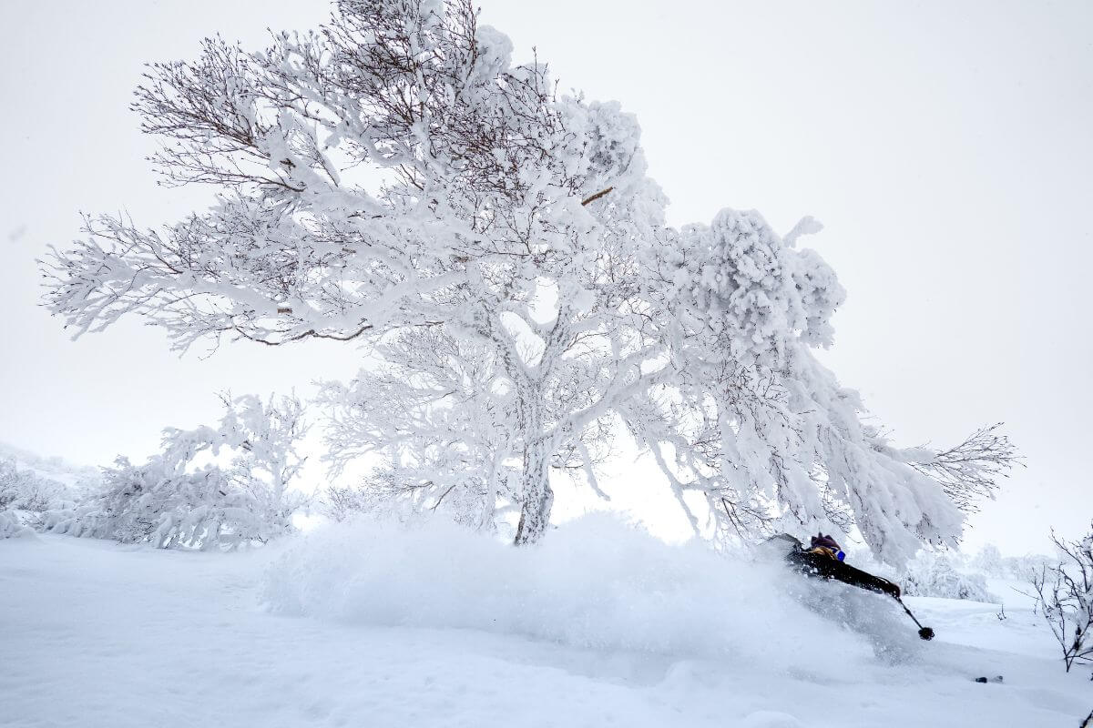 Catskiing in Hokkaido Japan - Iwanai