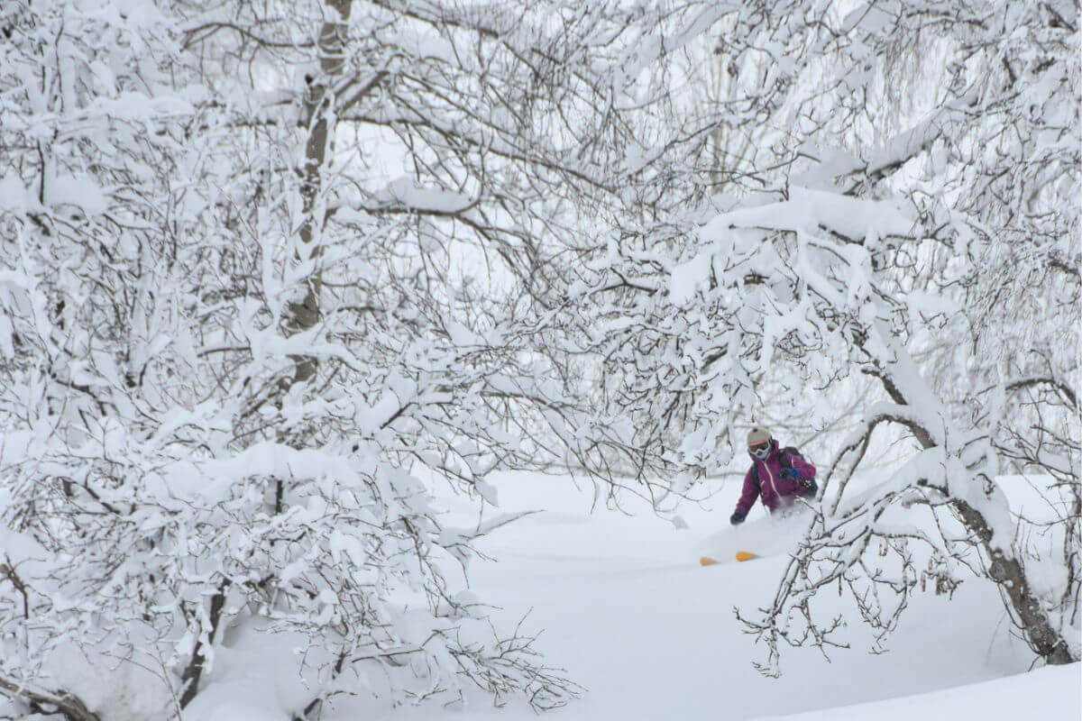 Altay Mountain Lodge & Yurts Freeride