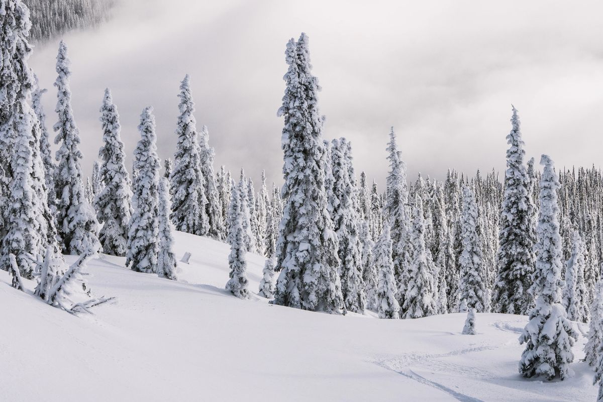 Catskiing Canada