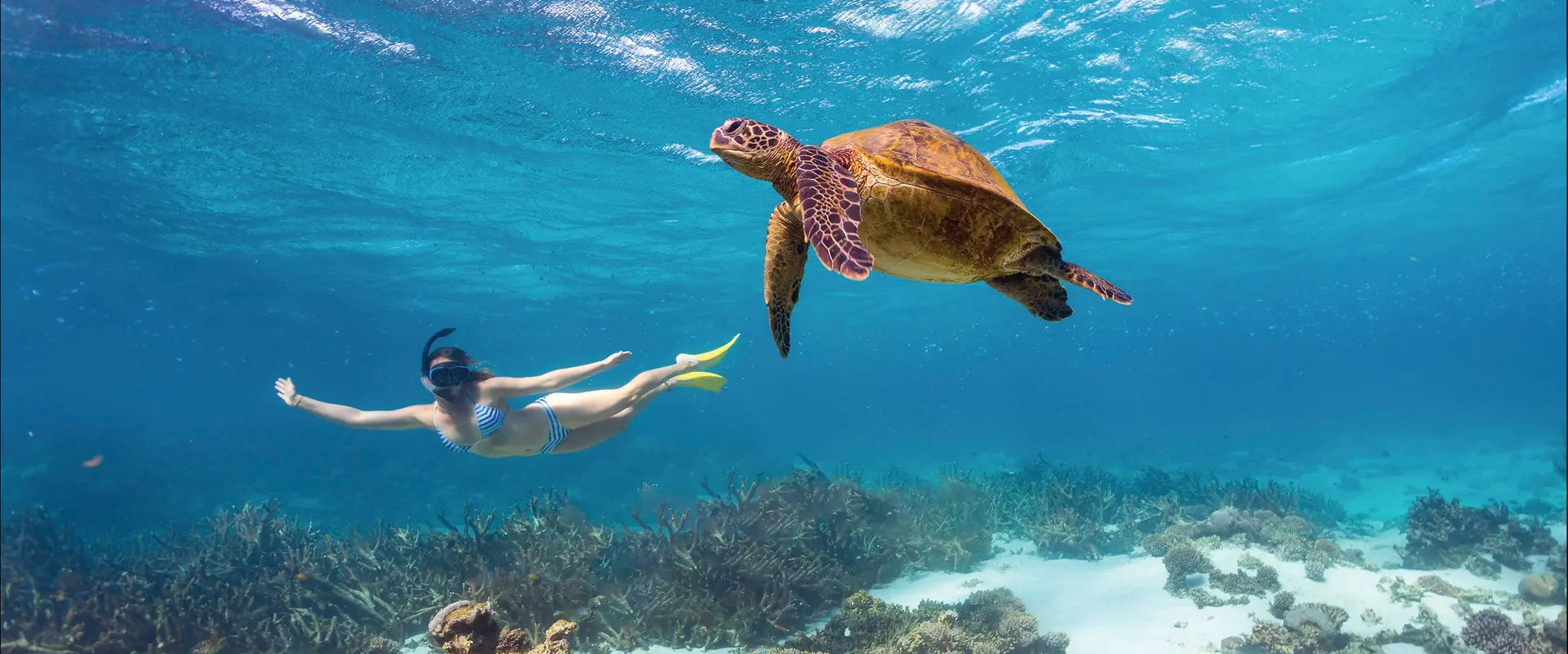 snorkeling under water with turtle
